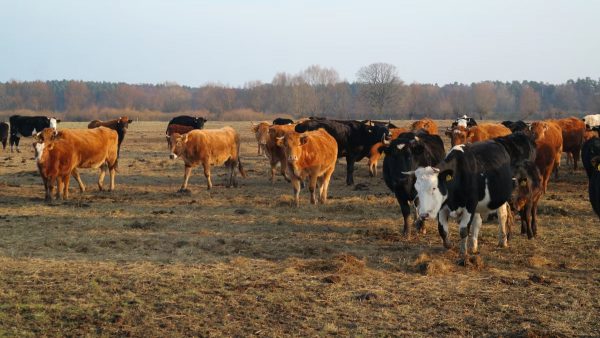 Kuidas alustada tervislikku eluviisi?